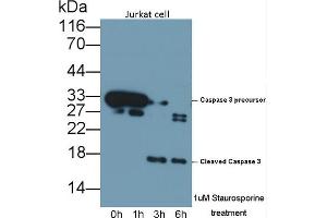 Detection of CASP3 in lysates of Jurkat cell line using Polyclonal Antibody to Caspase 3 (CASP3) (Caspase 3 antibody  (AA 29-175))