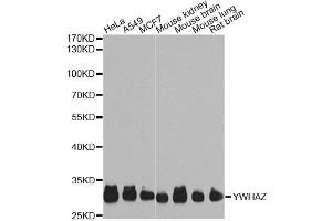 Western blot analysis of extracts of various cell lines, using YWHAZ Antibody (ABIN5975846) at 1/1000 dilution. (14-3-3 zeta antibody)