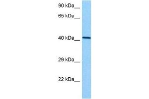 Host:  Mouse  Target Name:  EED  Sample Tissue:  Mouse Kidney  Antibody Dilution:  1ug/ml (EED antibody  (N-Term))
