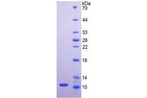 SDS-PAGE analysis of Mouse Mucin 2 Protein. (MUC2 Protein)