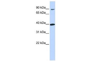 OR11H12 antibody