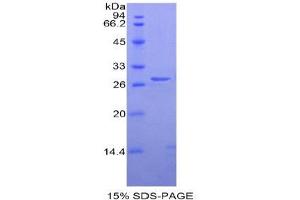 SDS-PAGE (SDS) image for Elastase 3B, Pancreatic (ELA3B) (AA 29-270) protein (His tag) (ABIN2120986)
