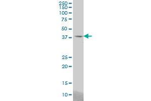 STAC antibody  (AA 209-318)