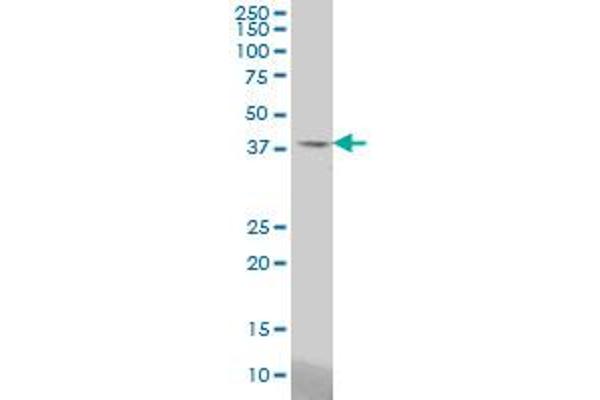 STAC antibody  (AA 209-318)