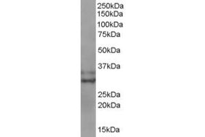 Western Blotting (WB) image for anti-Baculoviral IAP Repeat-Containing 7 (BIRC7) (C-Term) antibody (ABIN2465184) (BIRC7 antibody  (C-Term))