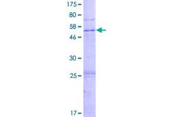 PRSS33 Protein (AA 1-280) (GST tag)