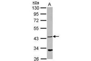 Image no. 1 for anti-NDRG Family Member 4 (NDRG4) (AA 1-214) antibody (ABIN1499656) (NDRG4 antibody  (AA 1-214))