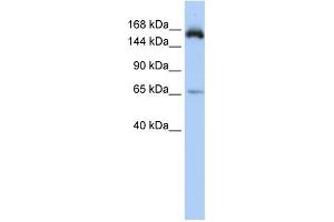 WB Suggested Anti-KIAA0460 Antibody Titration: 0. (RPRD2 antibody  (Middle Region))