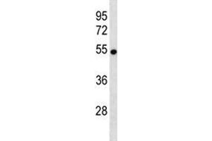 VANGL2 antibody western blot analysis in mouse brain tissue lysate. (VANGL2 antibody  (AA 37-65))