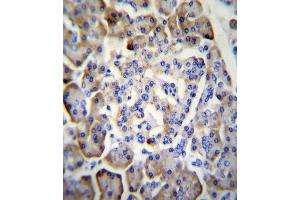 MDK Antibody (C-term) (ABIN656014 and ABIN2845390) immunohistochemistry analysis in formalin fixed and paraffin embedded human pancreas tissue followed by peroxidase conjugation of the secondary antibody and DAB staining. (Midkine antibody  (C-Term))