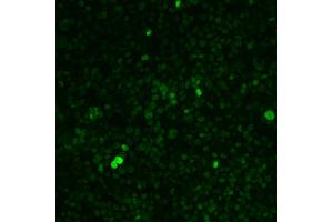 Figure 2: (c-MYC antibody)