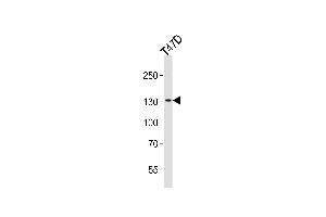Western blot analysis of lysate from T47D cell line, using ATAD2 Antibody (N-term) (ABIN656997 and ABIN2846177).