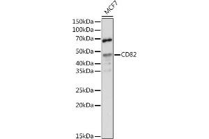Western blot analysis of extracts of MCF7 cells, using CD82 antibody (ABIN6131855, ABIN6138233, ABIN6138234 and ABIN6218884) at 1:500 dilution. (CD82 antibody  (C-Term))