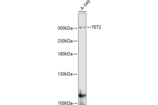 TET2 antibody