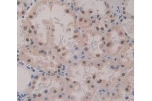 Used in DAB staining on fromalin fixed paraffin- embedded Kidney tissue (POLA1 antibody  (AA 1240-1462))