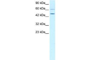 WB Suggested Anti-TBX19 Antibody Titration:  0. (T-Box 19 antibody  (Middle Region))