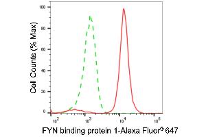anti-FYN-Binding Protein 1 (FYB1) antibody