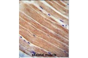 CST9 antibody (C-term) (ABIN655011 and ABIN2844645) immunohistochemistry analysis in formalin fixed and paraffin embedded human skeletal muscle followed by peroxidase conjugation of the secondary antibody and DAB staining. (CST9 antibody  (C-Term))