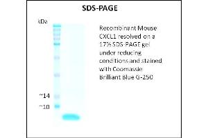 CXCL1 Protein