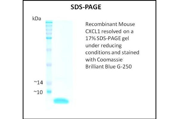 CXCL1 Protein