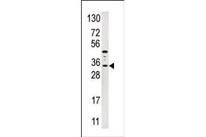 Western blot analysis of AP14345PU-N IGFBP3 Antibody (N-term) in HepG2 cell line lysates (35ug/lane). (IGFBP3 antibody  (N-Term))