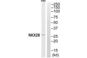 Western blot analysis of extracts from K562 cells, using NKX28 antibody.