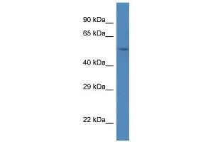 Western Blot showing Srpx antibody used at a concentration of 1. (SRPX antibody  (C-Term))
