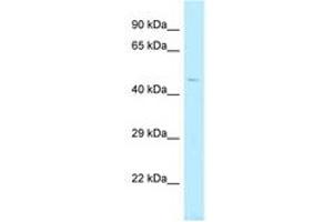 Image no. 1 for anti-TBC1 Domain Family, Member 20 (TBC1D20) (AA 318-367) antibody (ABIN6747363) (TBC1D20 antibody  (AA 318-367))