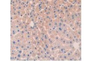 IHC-P analysis of Mouse Liver Tissue, with DAB staining. (Angiopoietin 1 antibody  (AA 253-429))