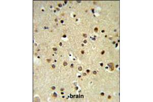 CBX1 Antibody IHC analysis in formalin fixed and paraffin embedded brain tissue followed by peroxidase conjugation of the secondary antibody and DAB staining. (CBX1 antibody  (C-Term))