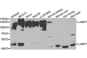 Western blot analysis of extracts of various cell lines, using LAMP1 antibody. (LAMP1 antibody  (AA 80-280))