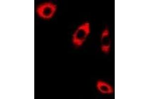 Immunofluorescent analysis of ANXA8L2 staining in A549 cells. (ANXA8L2 antibody)