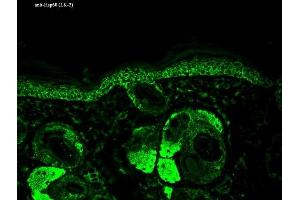 Immunohistochemistry analysis using Mouse Anti-Hsp60 Monoclonal Antibody, Clone LK-2 (ABIN361786 and ABIN361787). (HSPD1 antibody)