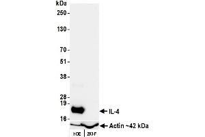 Western Blotting (WB) image for anti-Interleukin 4 (IL4) (AA 25-153) antibody (ABIN7795704) (Recombinant IL-4 antibody  (AA 25-153))