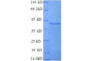 D-Amino Acid Oxidase Activator (DAOA) (AA 1-153), (full length) protein (GST tag)