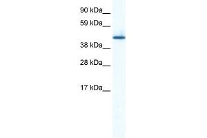 WB Suggested Anti-ZNF557 Antibody Titration:  0. (ZNF557 antibody  (Middle Region))