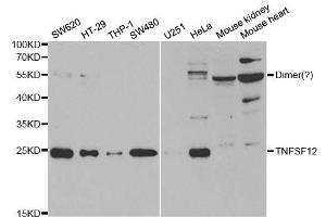 Western blot analysis of extracts of various cell lines, using TNFSF12 antibody. (TWEAK antibody  (AA 42-123))