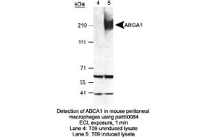 Image no. 2 for anti-ATP-Binding Cassette, Sub-Family A (ABC1), Member 1 (ABCA1) (AA 1100-1300) antibody (ABIN363393) (ABCA1 antibody  (AA 1100-1300))