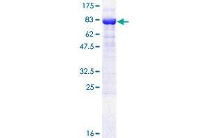 KPNA6 Protein (AA 1-536) (GST tag)