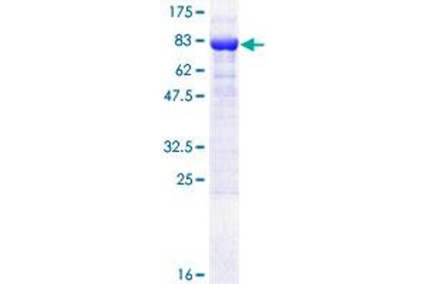 KPNA6 Protein (AA 1-536) (GST tag)