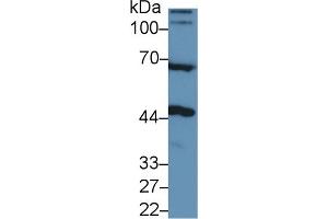 Western Blot; Sample: Rat Cerebrum lysate; Primary Ab: 1µg/ml Rabbit Anti-Human NAGa Antibody Second Ab: 0. (NAGA antibody  (AA 18-217))