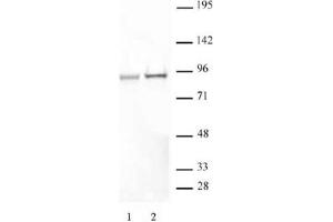 STAT5A/B phospho Ser726/Ser731 pAb tested by Western blot. (STAT5 A/B antibody  (pSer726, pSer731, Ser731))