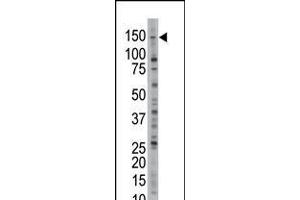 Antibody is used in Western blot to detect USP28 in Jurkat cell lysate. (USP28 antibody  (N-Term))