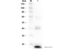 Western Blot of Rabbit anti-Mouse IL-1ß Antibody Biotin Conjugated. (IL-1 beta antibody  (Biotin))