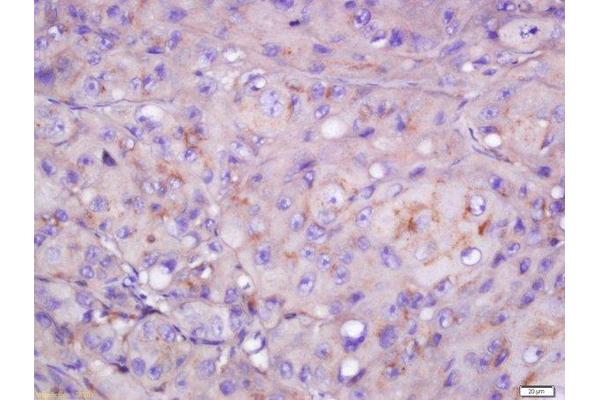 CYB5R4 antibody  (AA 21-120)