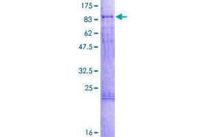 RBM14 Protein (AA 1-669) (GST tag)