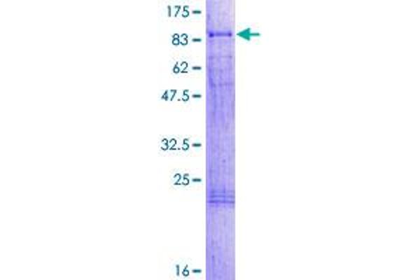 RBM14 Protein (AA 1-669) (GST tag)