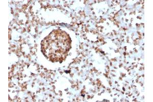 Formalin-fixed, paraffin-embedded Mouse BrdU-incorporated Kidney stained with BrdU Rabbit Recombinant Monoclonal Antibody (BRD2888R). (Recombinant BrdU antibody)