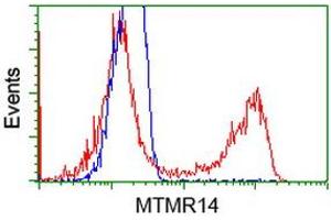 HEK293T cells transfected with either RC207732 overexpress plasmid (Red) or empty vector control plasmid (Blue) were immunostained by anti-MTMR14 antibody (ABIN2453333), and then analyzed by flow cytometry. (MTMR14 antibody)