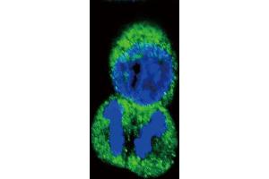 Immunofluorescence (IF) image for anti-Protein tyrosine Phosphatase, Receptor Type, J (PTPRJ) antibody (ABIN2996010) (PTPRJ antibody)